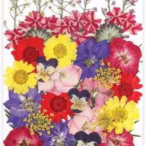 Flor Natural Desidratada Multi Cores - DMaltaStore