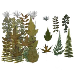 Folhas Flor Naturais Desidratada em Tons Verde 12 - DMaltaStore