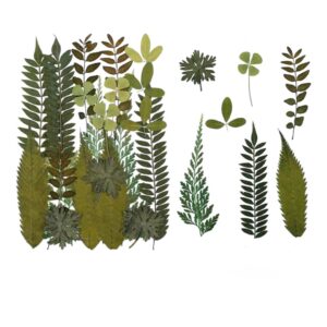 Folhas Flor Naturais Desidratada em Tons Verde 2 - DMaltaStore