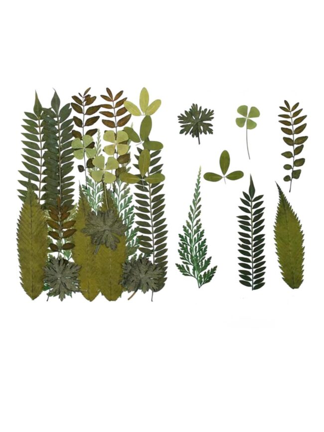Folhas Flor Naturais Desidratada em Tons Verde 2 - DMaltaStore